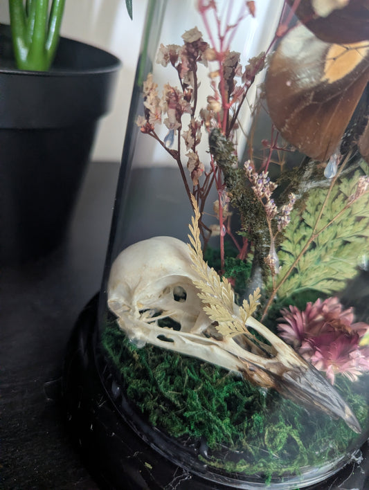 Wildwoods - Taxidermy Dome