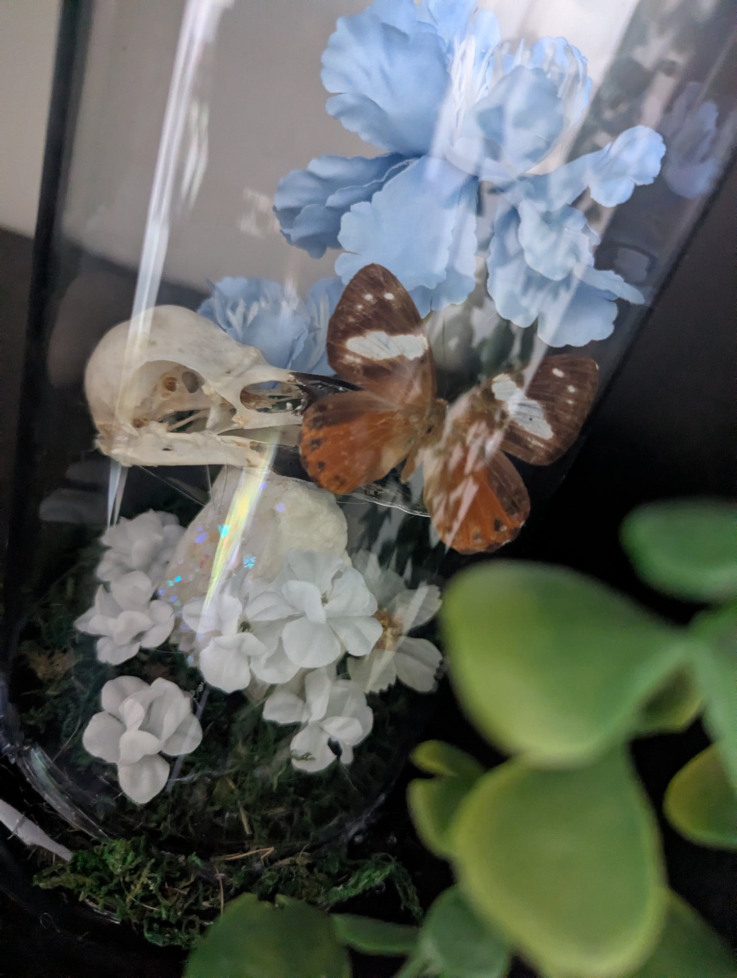 The Bird & The Butterflies