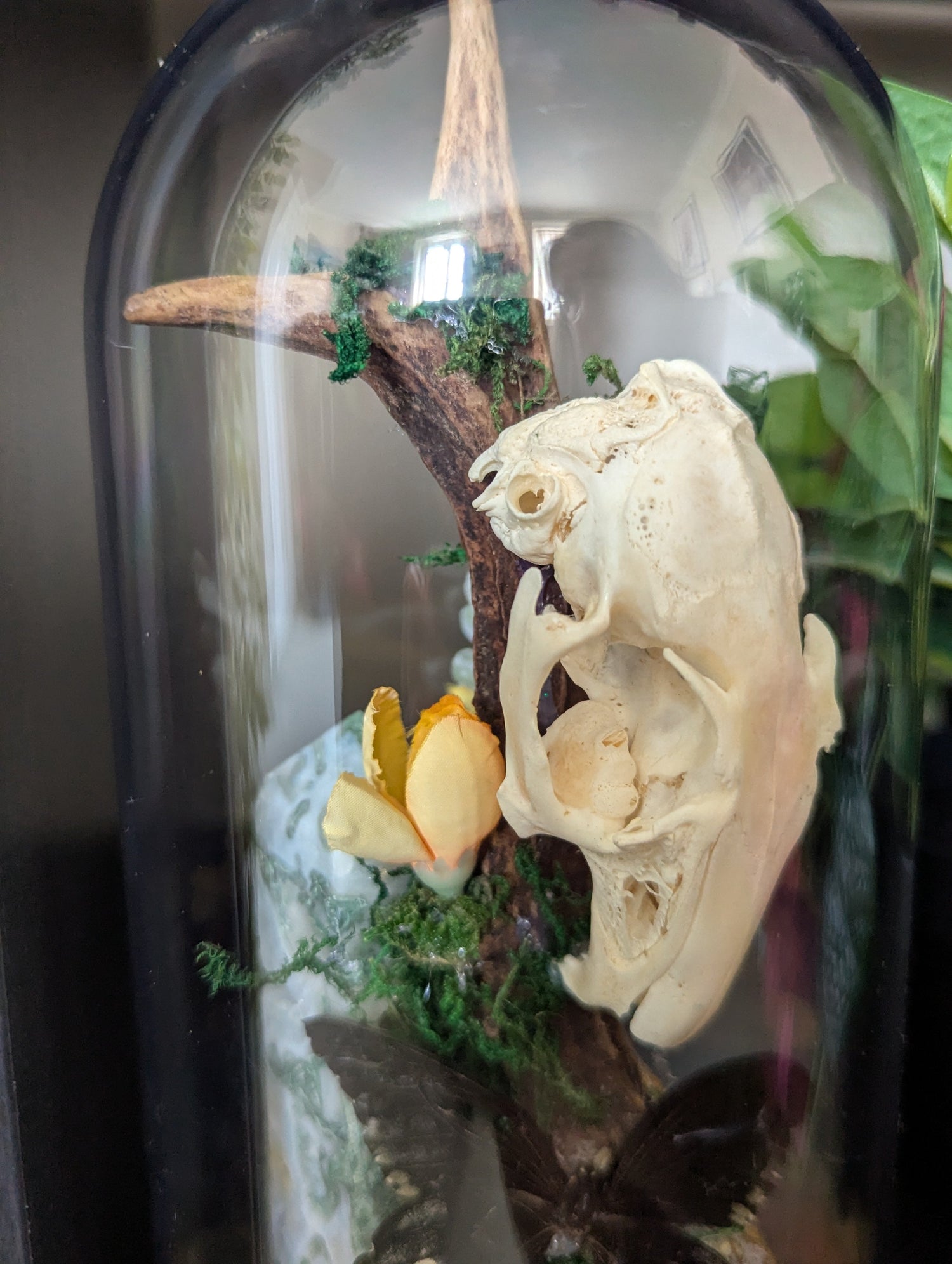 Taxidermy Frames & Domes