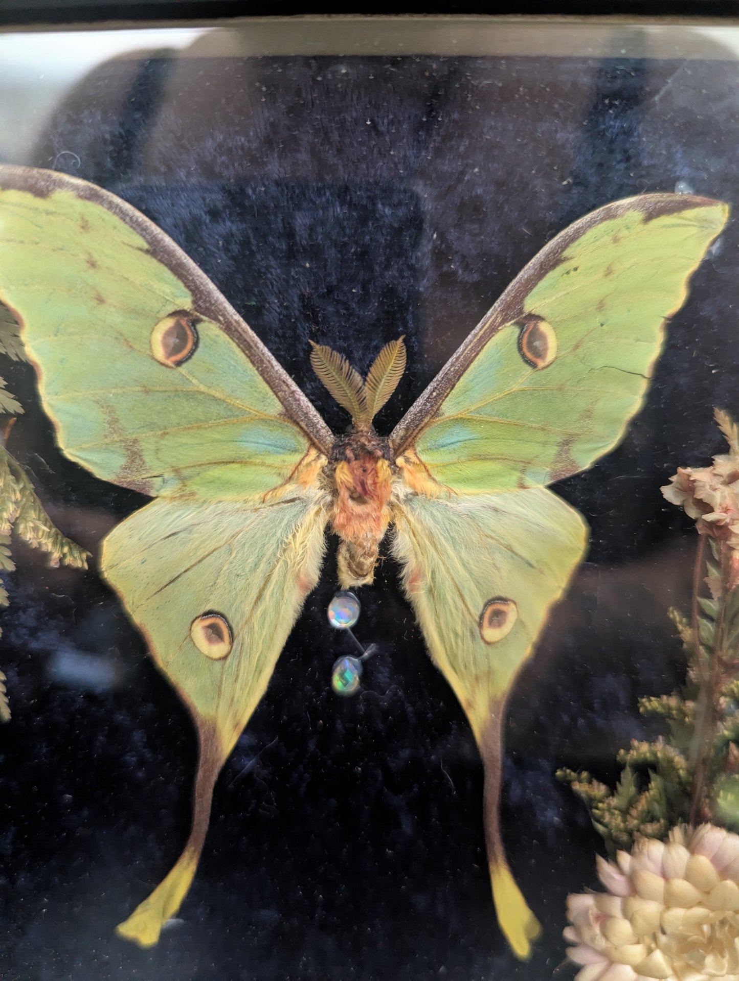 The Night The Moon Blossomed - Taxidermy Frame