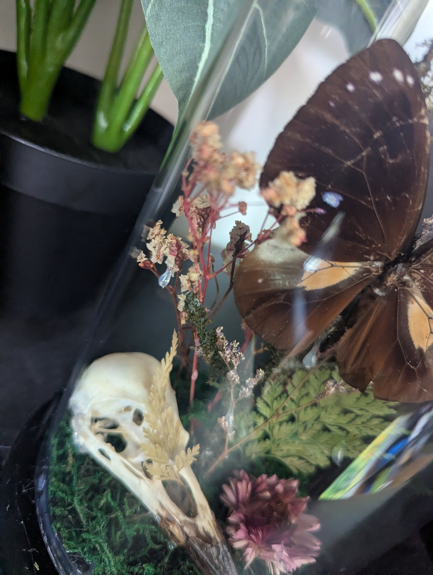 Wildwoods - Taxidermy Dome