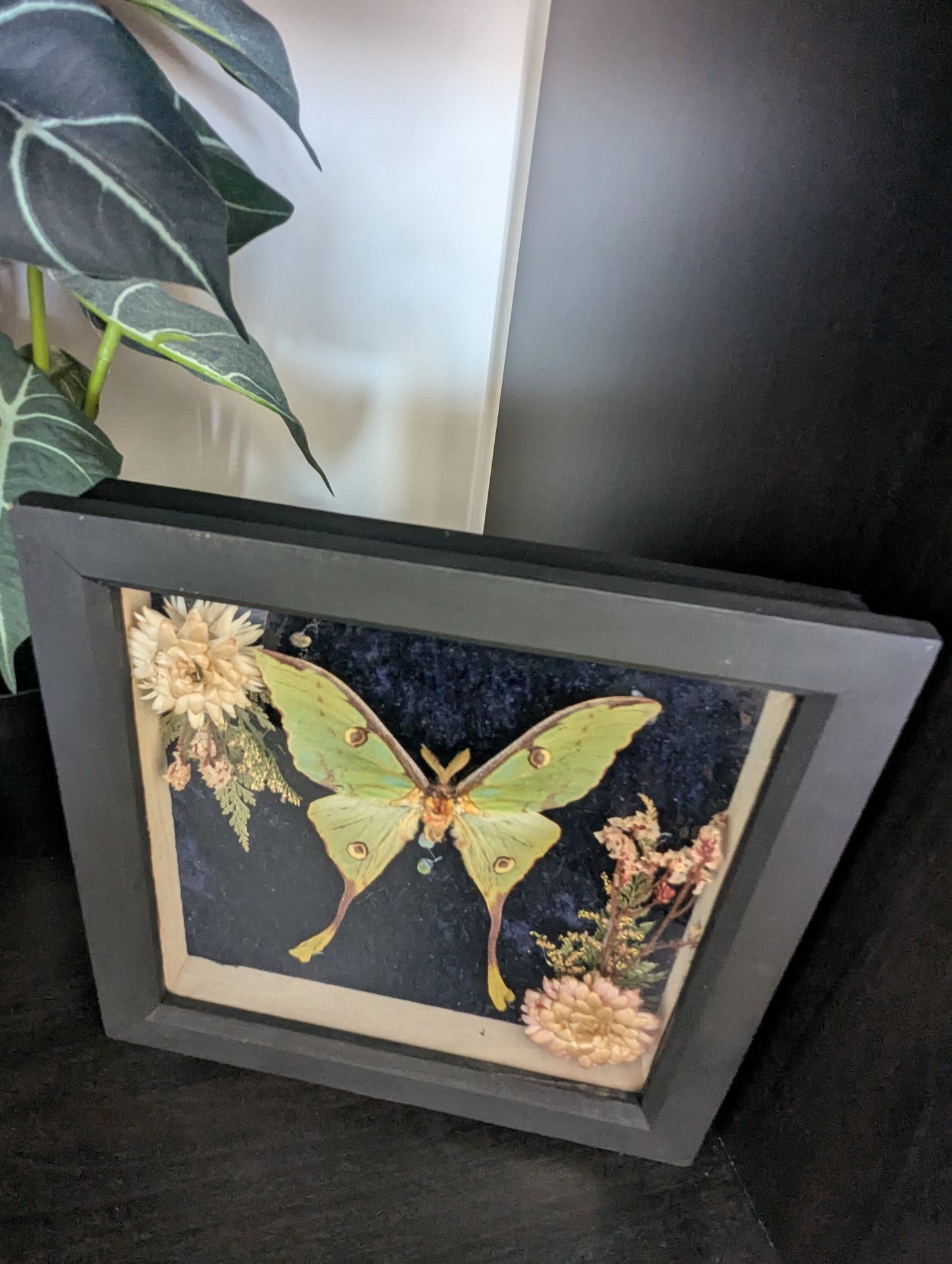 The Night The Moon Blossomed - Taxidermy Frame