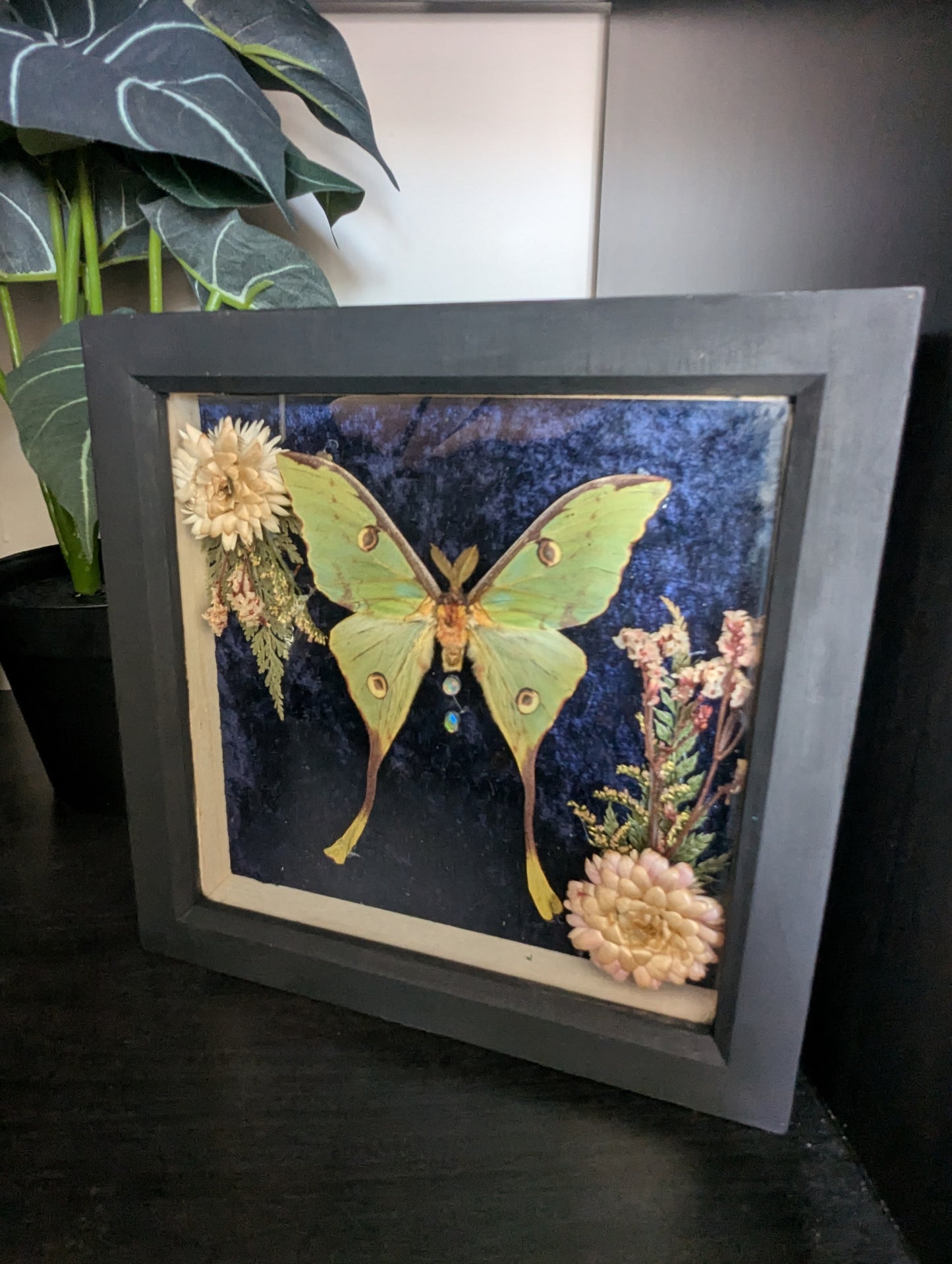 The Night The Moon Blossomed - Taxidermy Frame