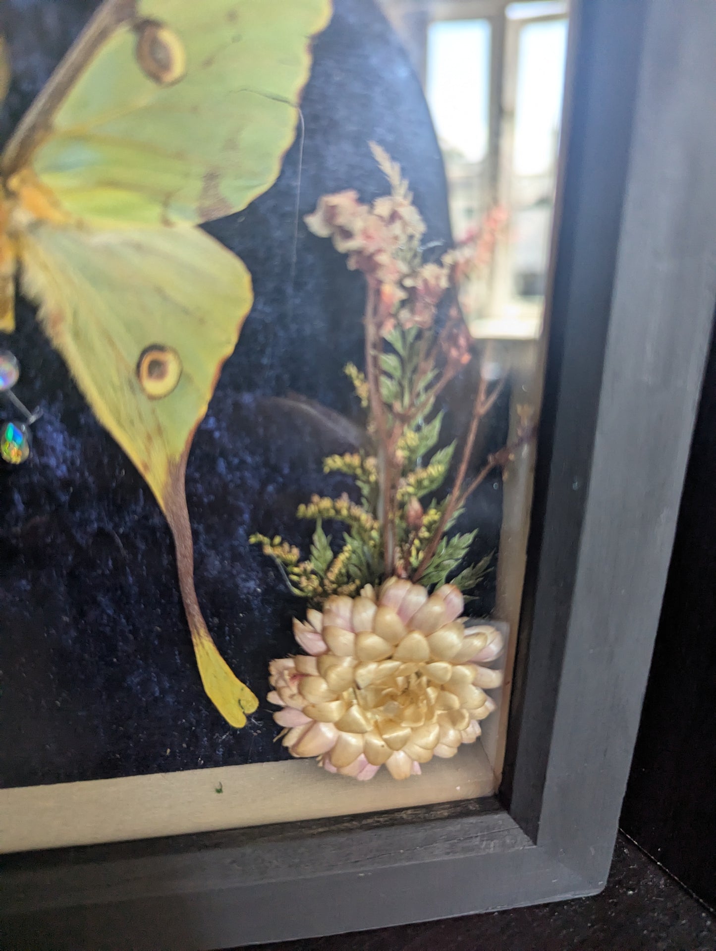The Night The Moon Blossomed - Taxidermy Frame