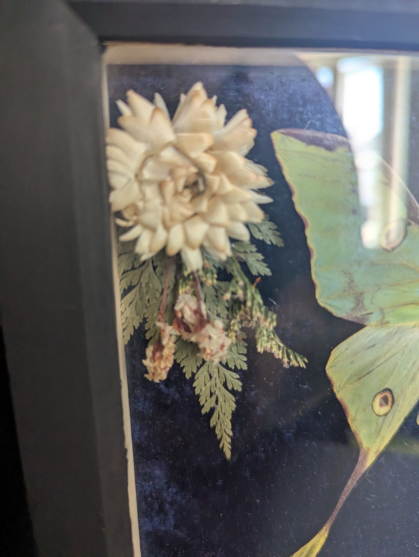 The Night The Moon Blossomed - Taxidermy Frame