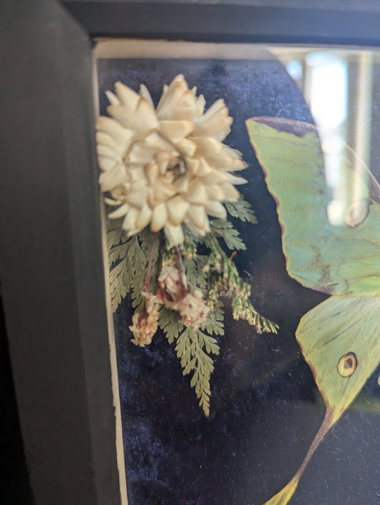 The Night The Moon Blossomed - Taxidermy Frame