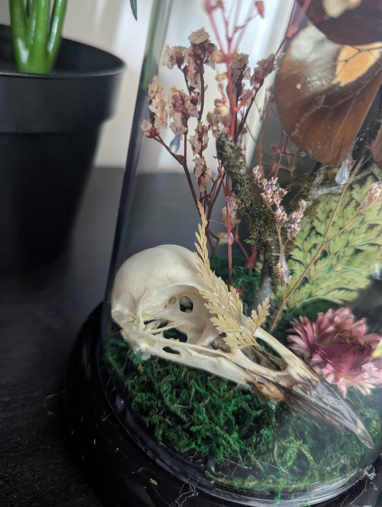Wildwoods - Taxidermy Dome