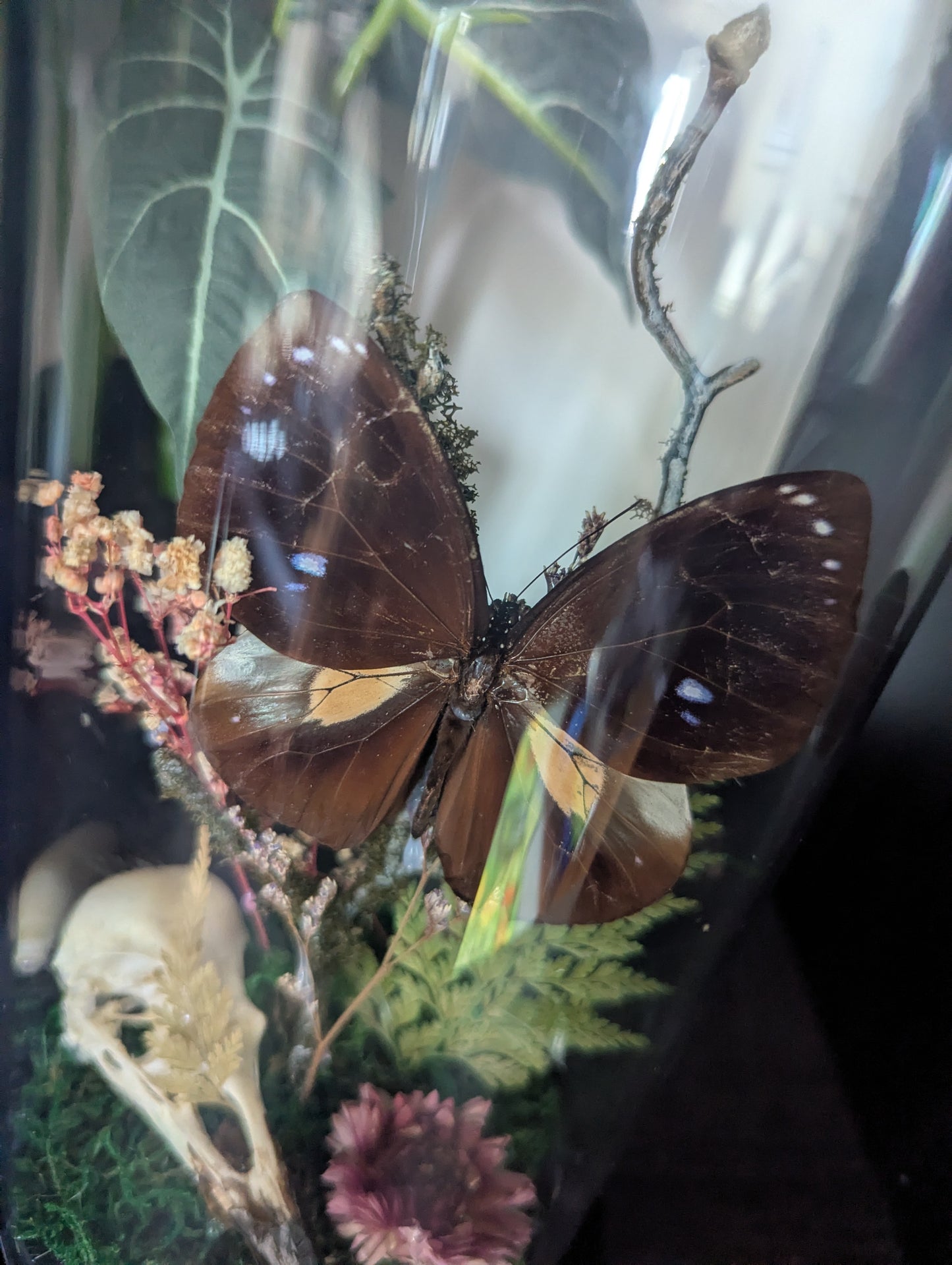 Wildwoods - Taxidermy Dome