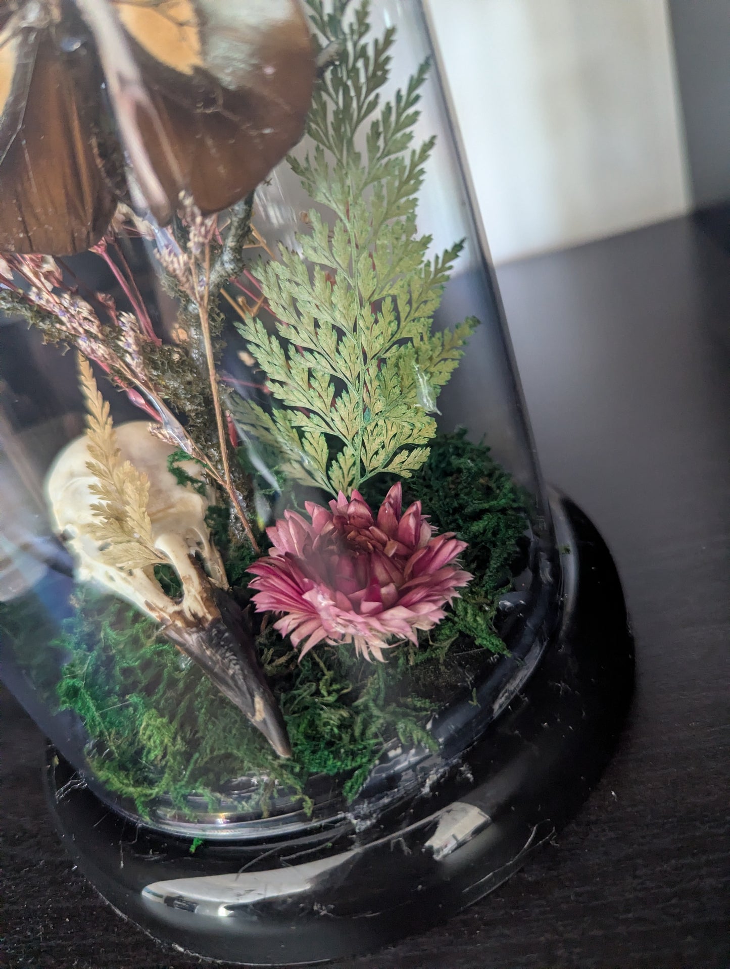 Wildwoods - Taxidermy Dome