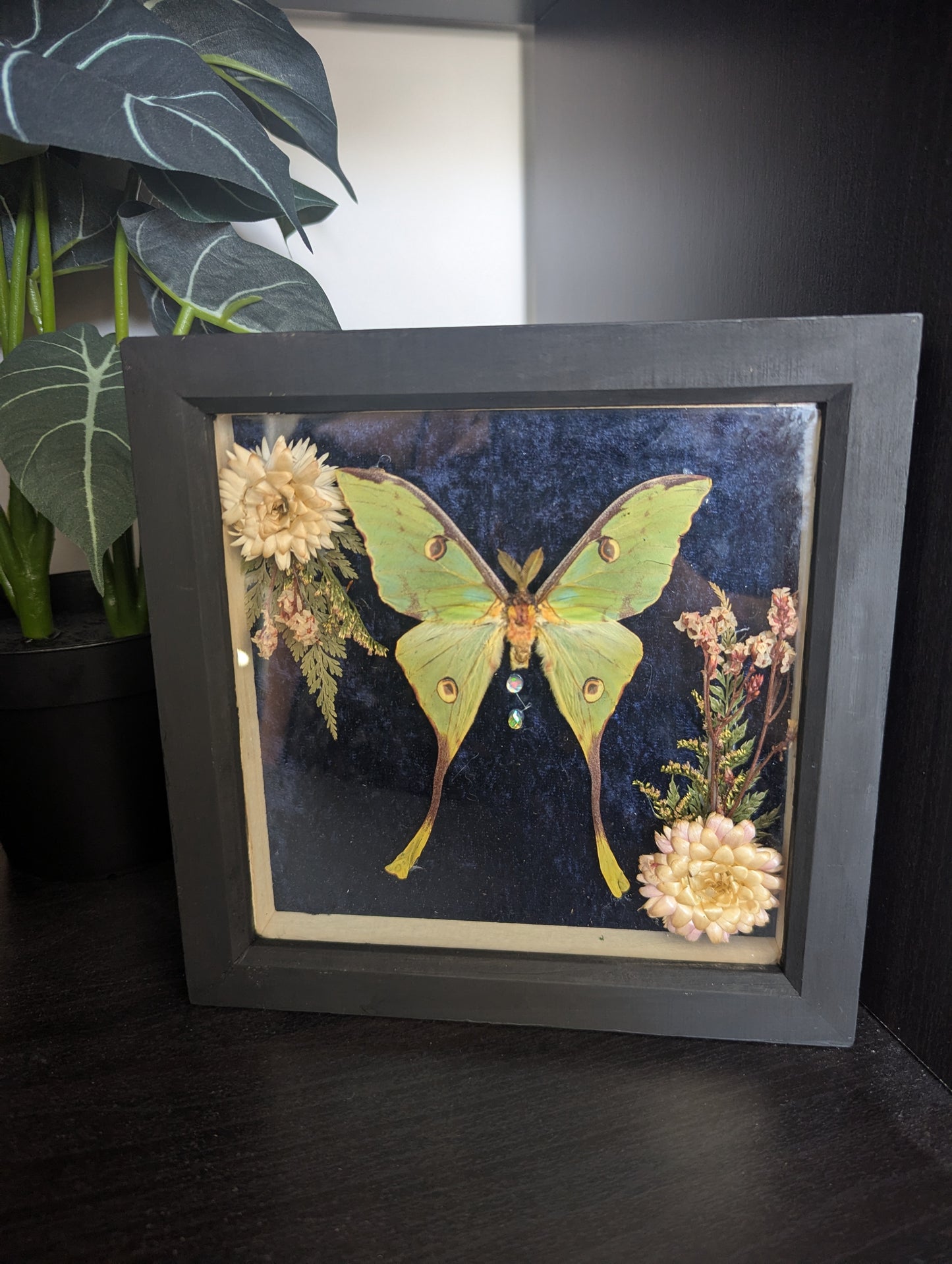The Night The Moon Blossomed - Taxidermy Frame