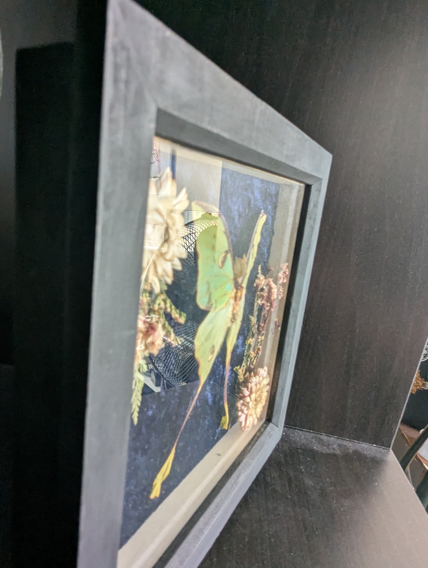 The Night The Moon Blossomed - Taxidermy Frame