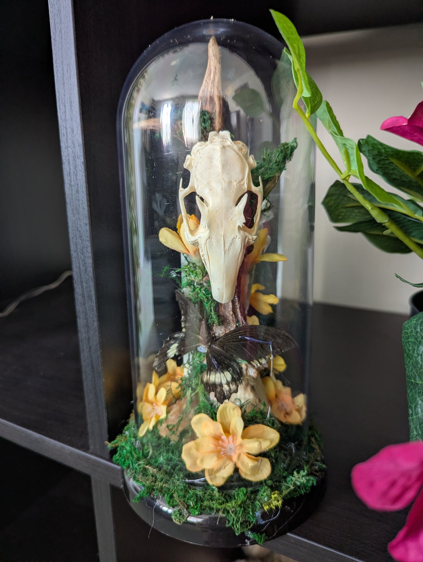 The Rabbit & The Butterfly - Taxidermy