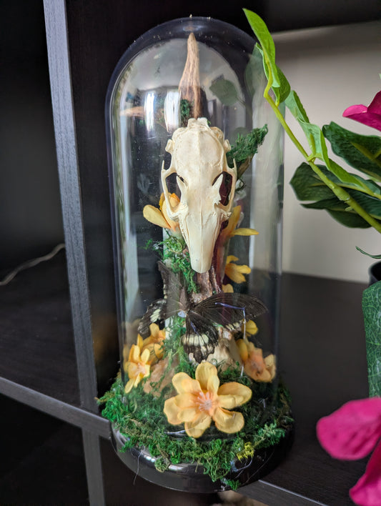 The Rabbit & The Butterfly - Taxidermy