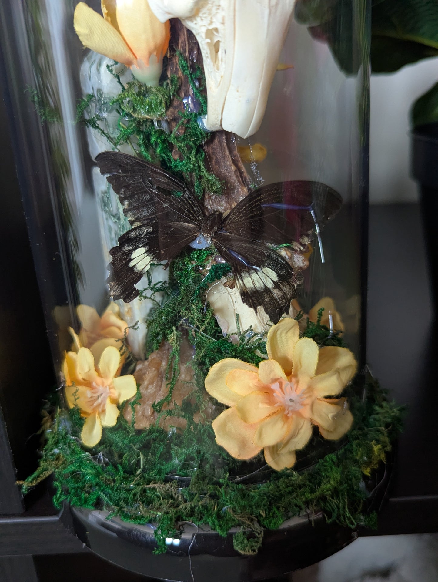 The Rabbit & The Butterfly - Taxidermy