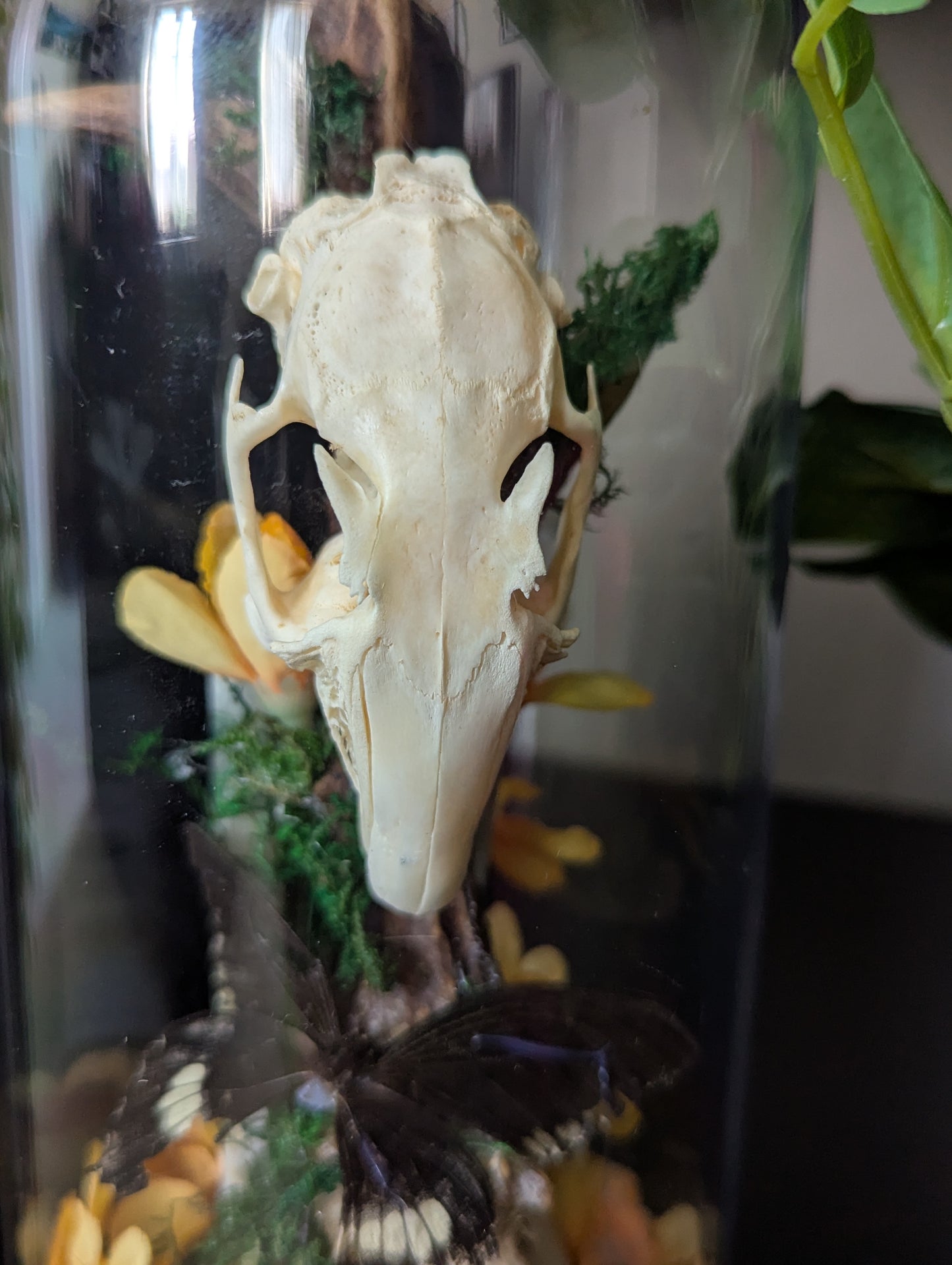 The Rabbit & The Butterfly - Taxidermy