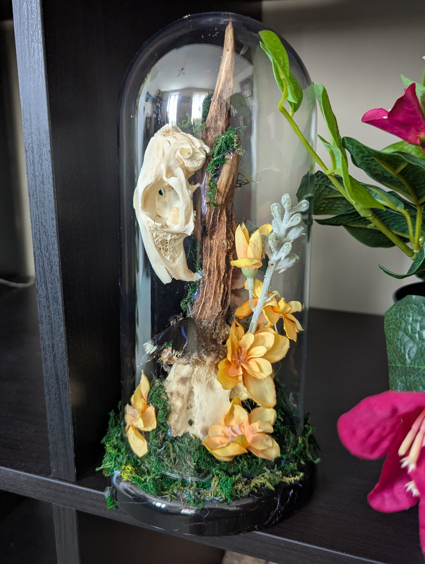 The Rabbit & The Butterfly - Taxidermy