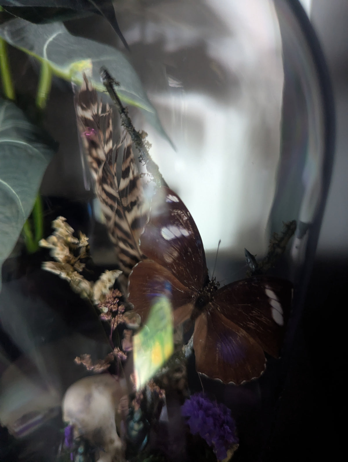 The Magic Of The Woods - Taxidermy Dome