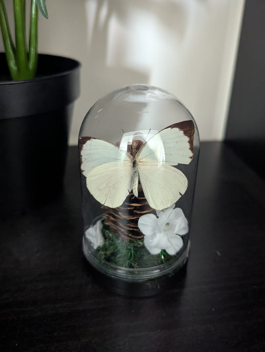 The Crimson White - Mini Taxidermy Dome