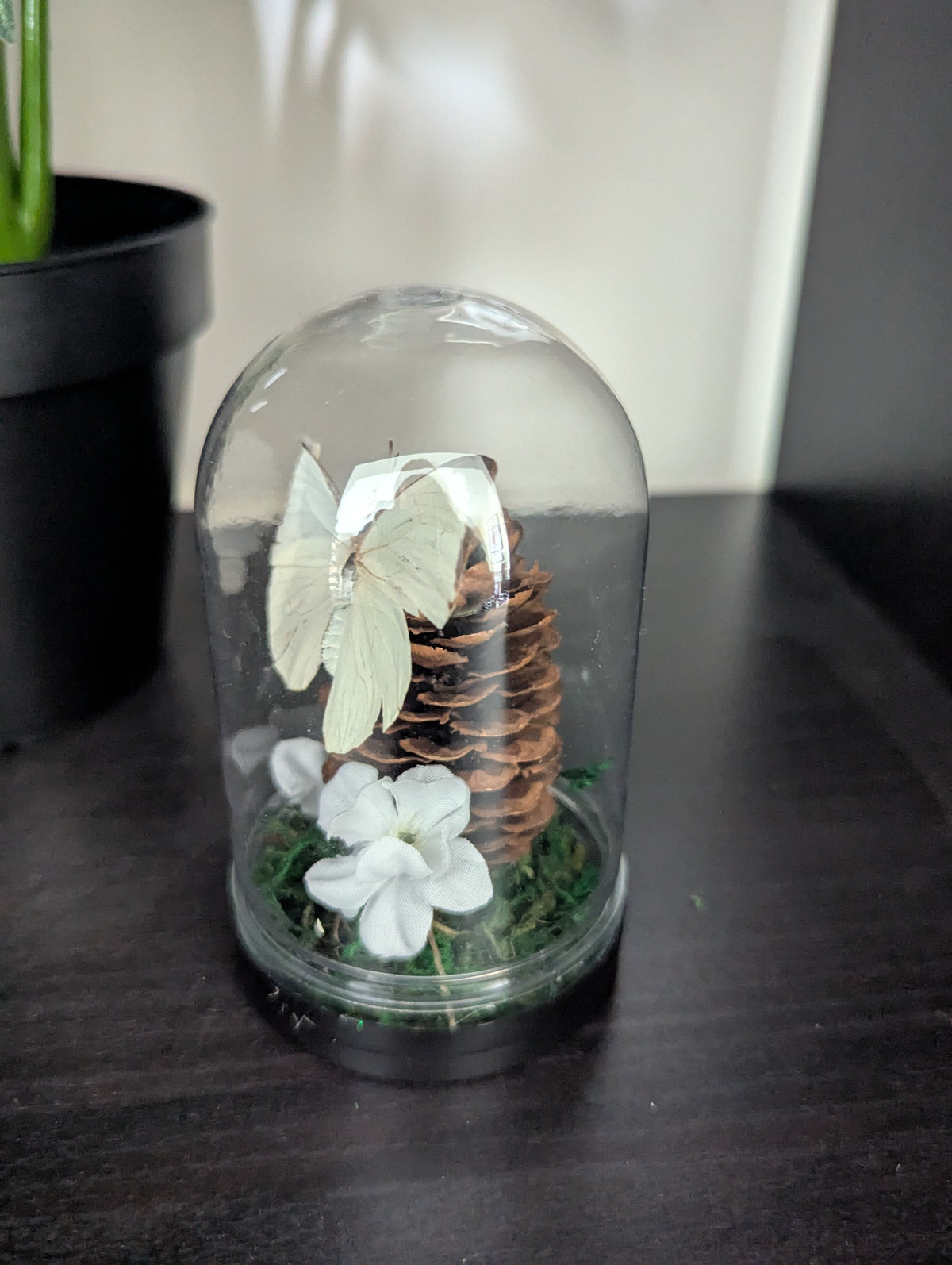 The Crimson White - Mini Taxidermy Dome