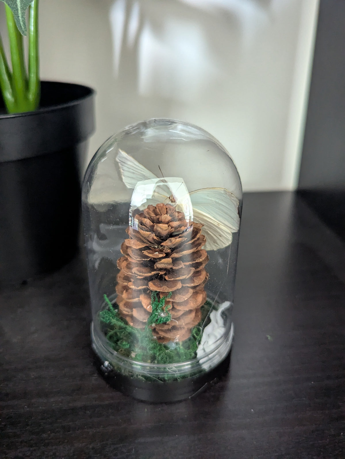 The Crimson White - Mini Taxidermy Dome