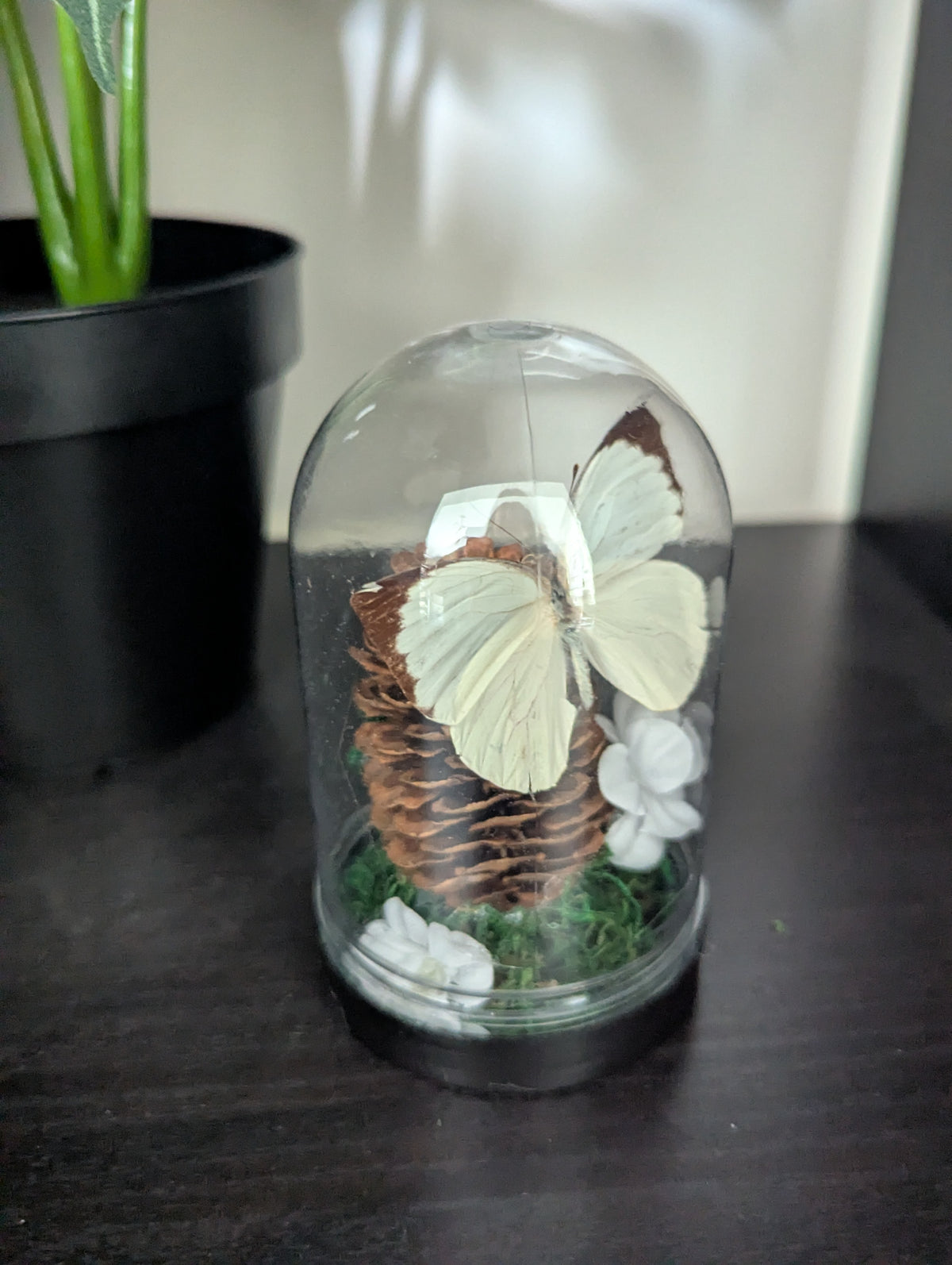 The Crimson White - Mini Taxidermy Dome