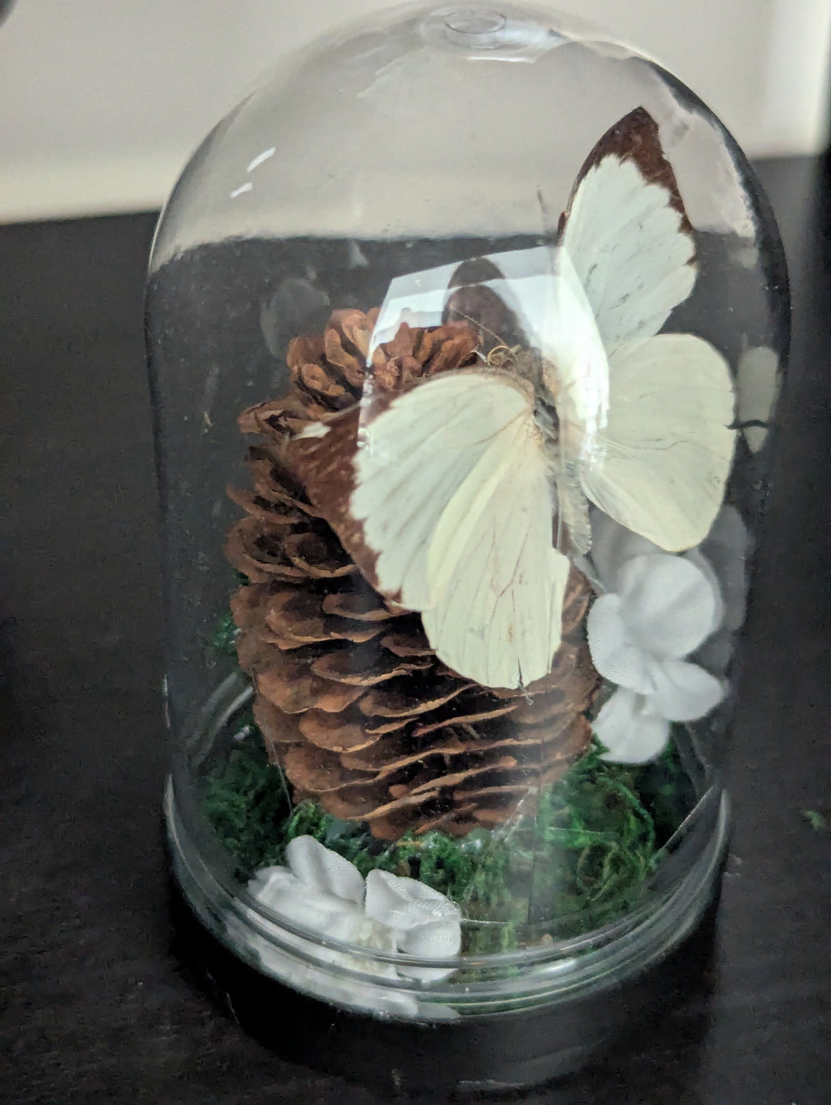 The Crimson White - Mini Taxidermy Dome