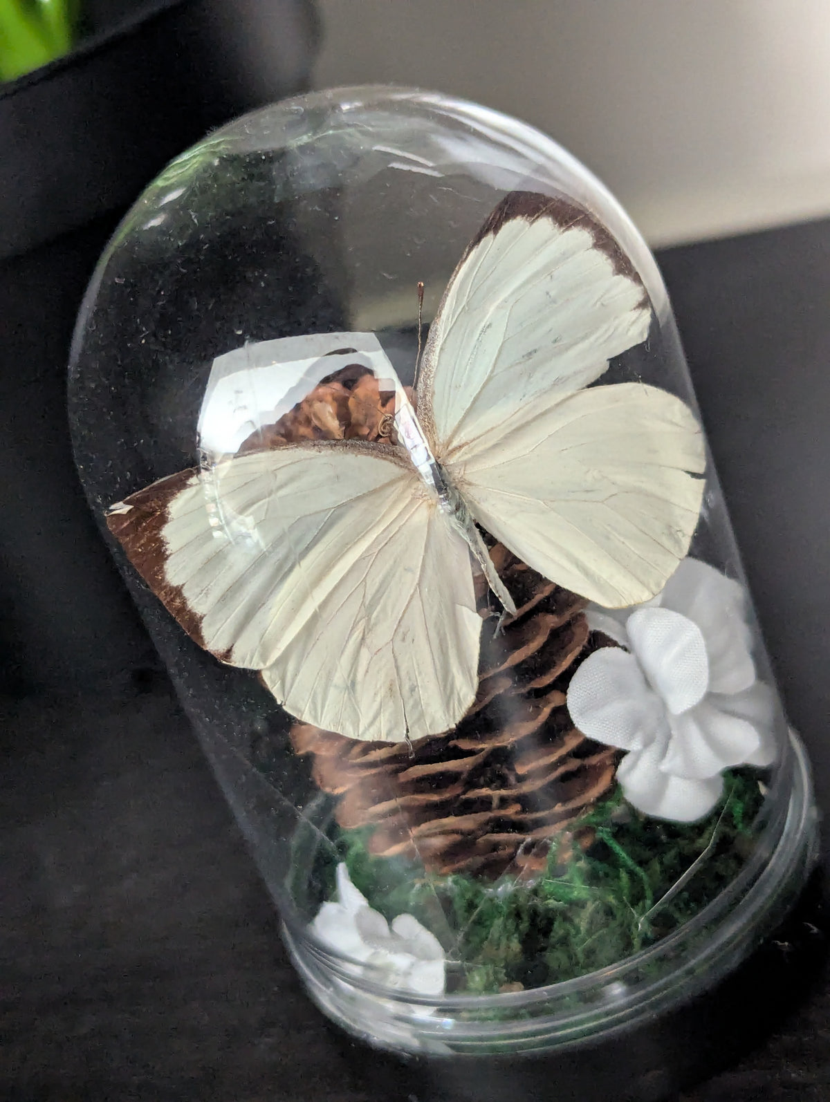 The Crimson White - Mini Taxidermy Dome