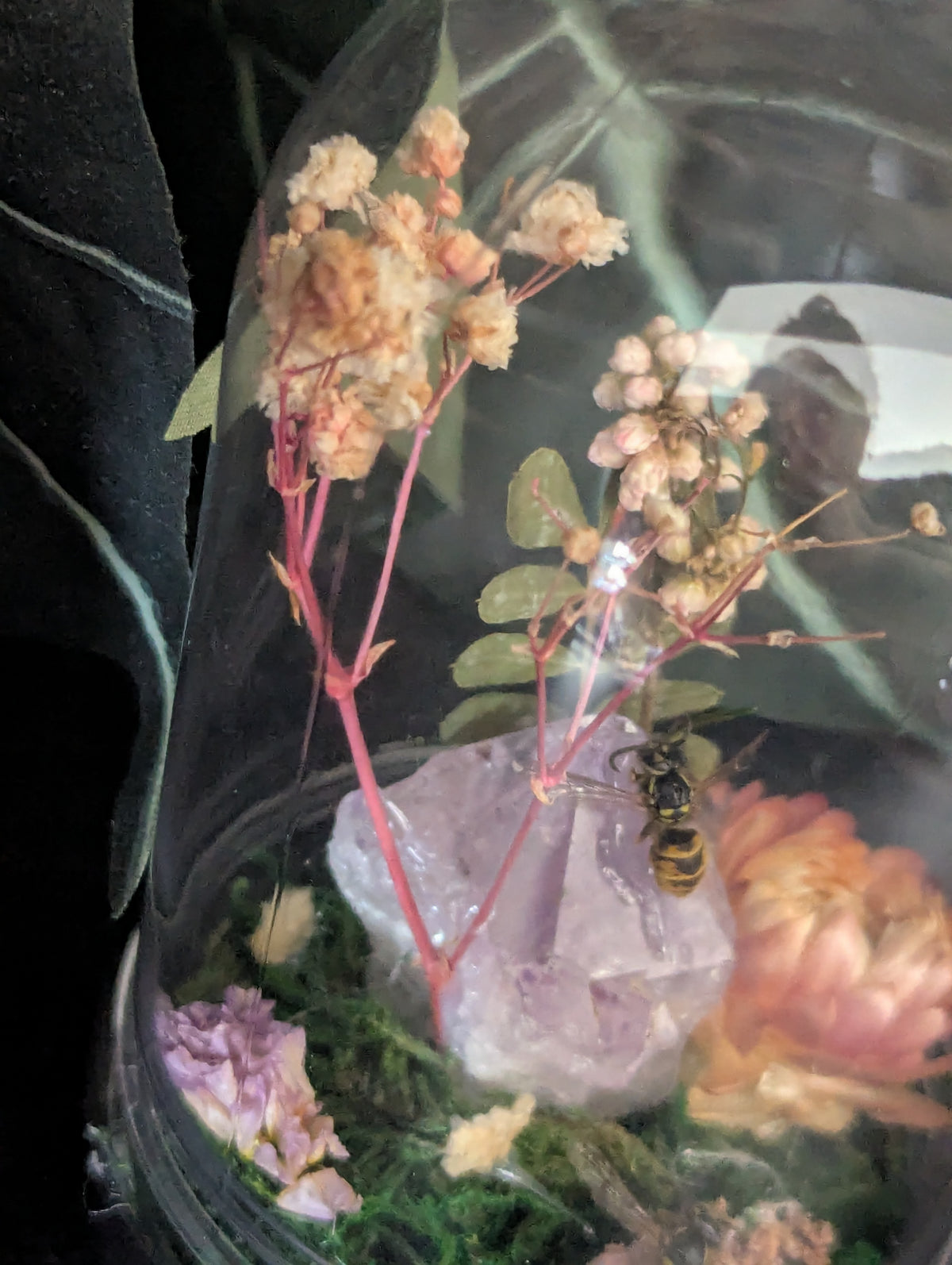 Home Of The Wasps - Mini Taxidermy Dome