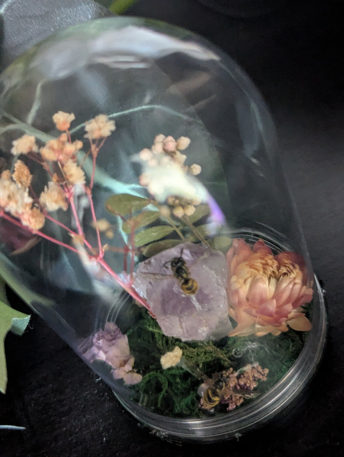 Home Of The Wasps - Mini Taxidermy Dome