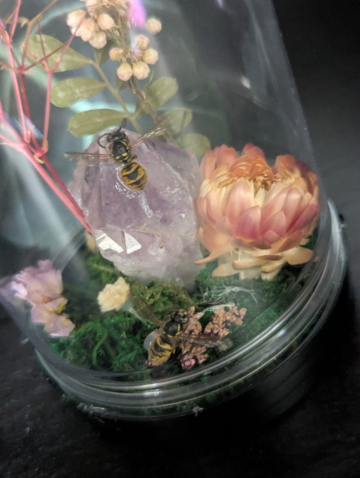 Home Of The Wasps - Mini Taxidermy Dome