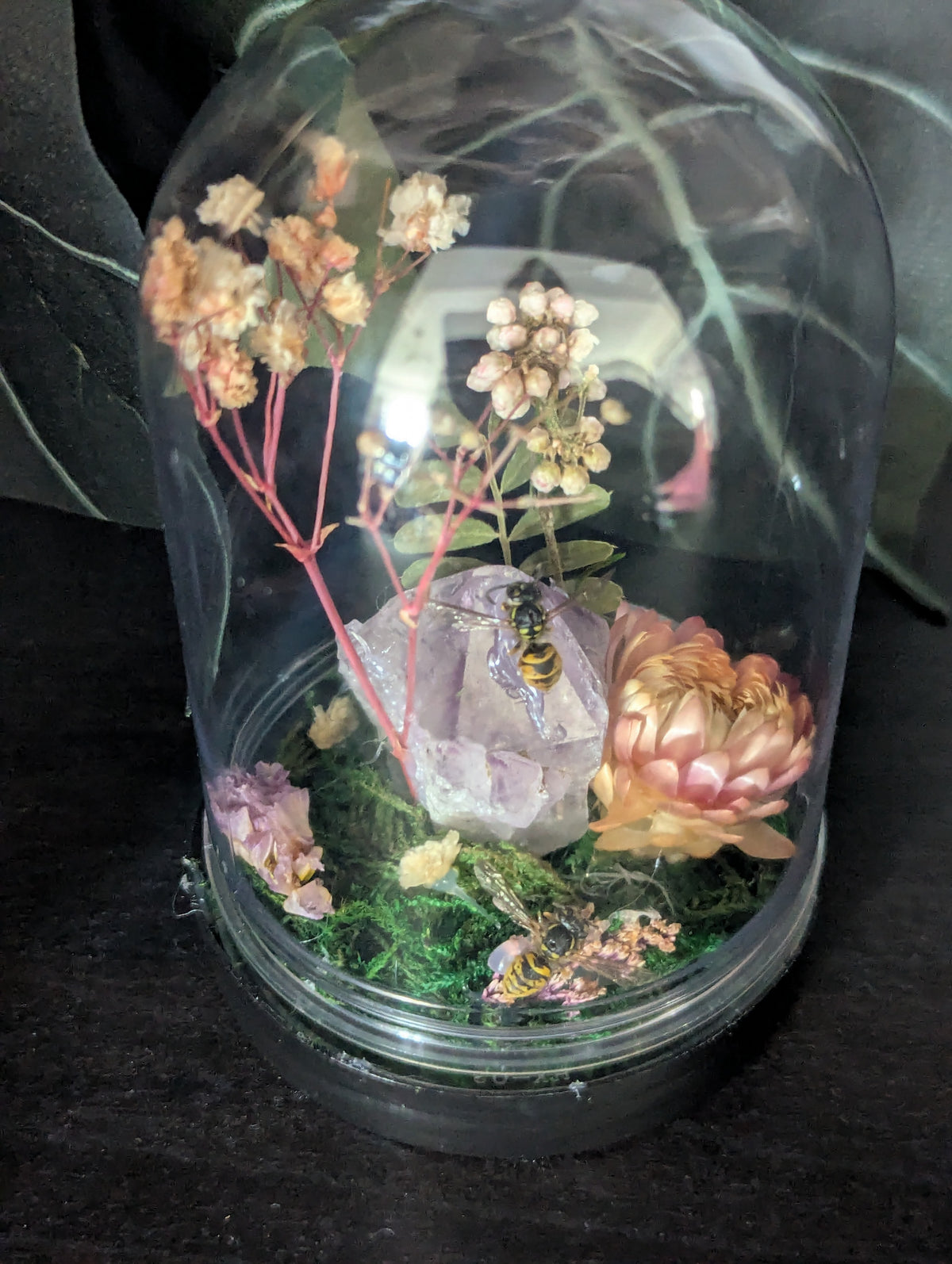 Home Of The Wasps - Mini Taxidermy Dome